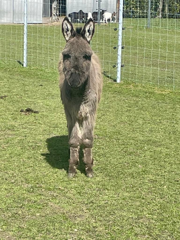 Ezels koppel, Dieren en Toebehoren, Overige Dieren, Mei, Meerdere dieren
