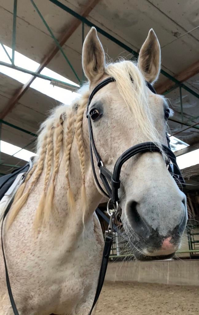 Bitloos hoofdstel - FRA sidepull, Dieren en Toebehoren, Paarden en Pony's | Hoofdstellen en Tuigage, Ophalen, Zo goed als nieuw