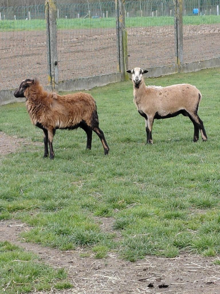 Kameroen schapen, Dieren en Toebehoren