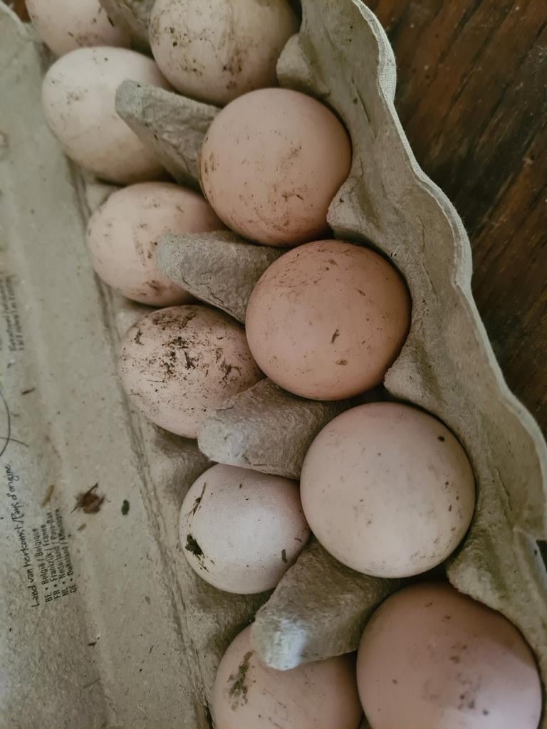 Broedeieren Mechelse Koekoek, Animaux & Accessoires, Volatiles, Poule ou poulet