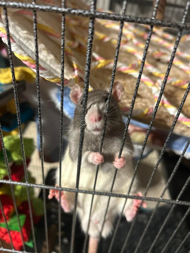 Ratten, Dieren en Toebehoren, Knaagdieren, Mannelijk, Rat, Oktober