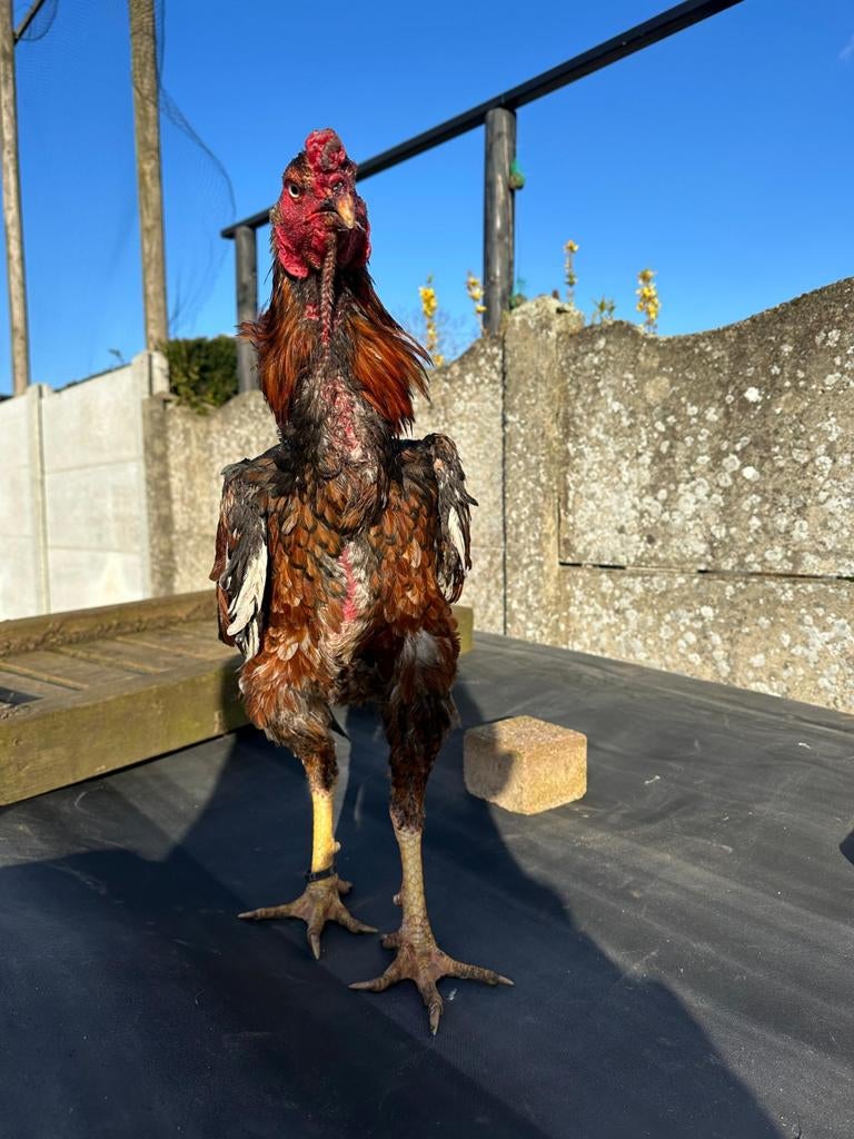 Shamo, Dieren en Toebehoren, Pluimvee