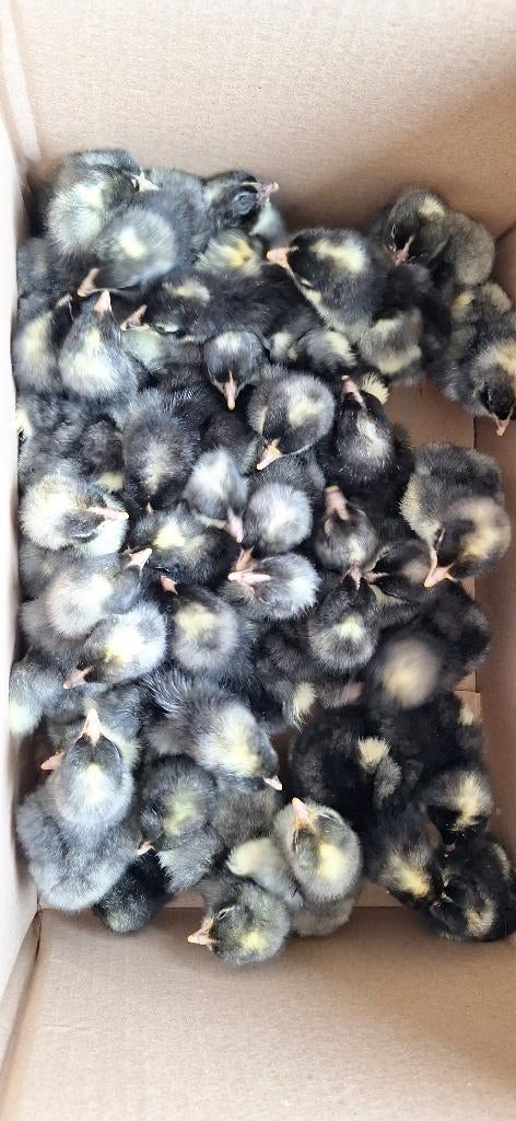 Haantjes mechelse koekoek en poule de bresse, Dieren en Toebehoren, Pluimvee