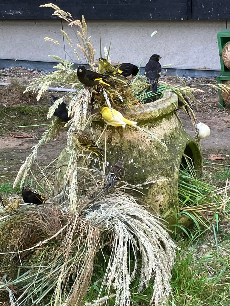 pop geelbuiksijs 2025, Femelle, Oiseau tropical, Bagué