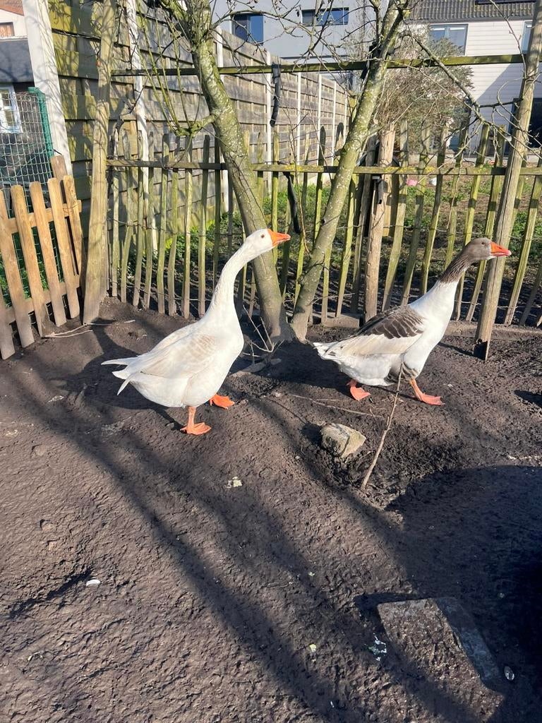 Vlaamse Hans & Boeren Hans te koop!!!