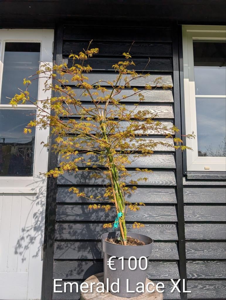 Acer dissectum Emerald Lace japanse esdoorn, Tuin en Terras, Planten | Bomen, Ophalen