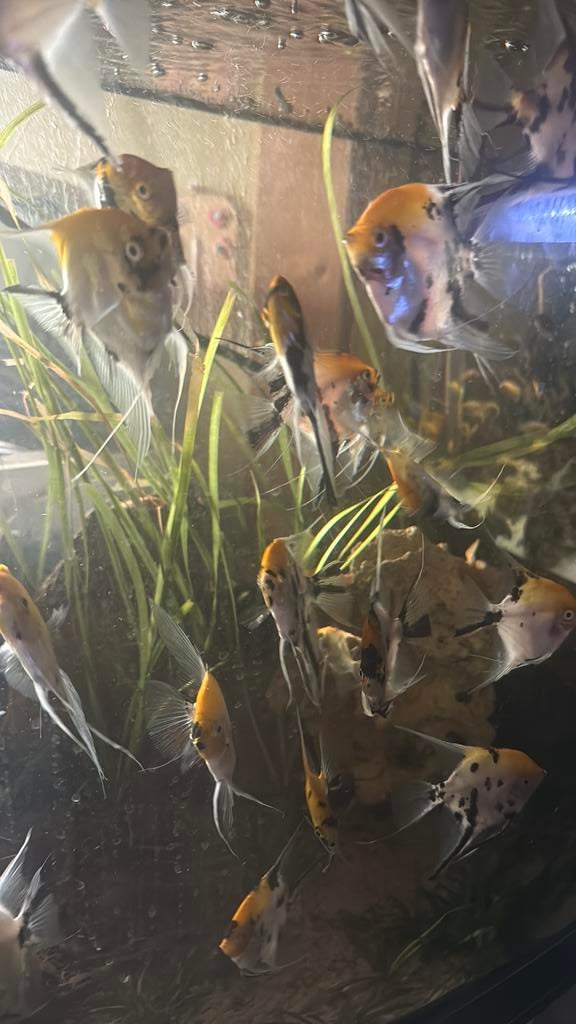 Maanvissen +10cm, Vis, Zoetwatervis, Schoolvis