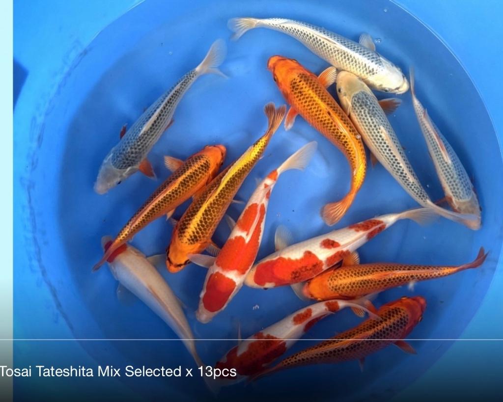 Tateshita Tosai 31-37 cm. Hosokai, Dieren en Toebehoren, Karper of Koi