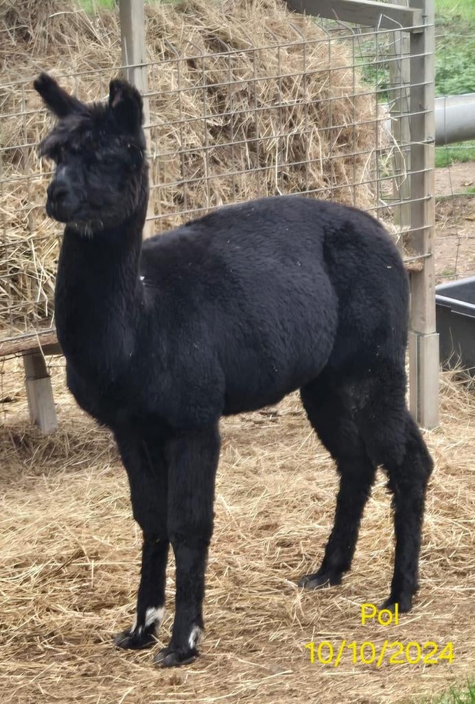 Étalon en alpaga, Animaux & Accessoires, Animaux Autre, Octobre, Mâle