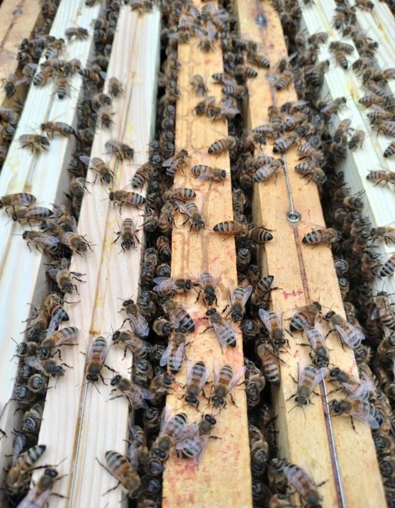 Colonies abeilles Buckfast sur Dadant, Animaux & Accessoires, Mai, Plusieurs animaux