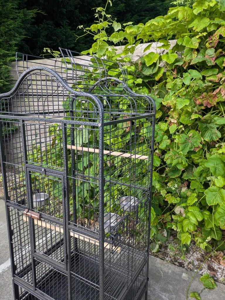nouvelle cage à perroquets, Enlèvement
