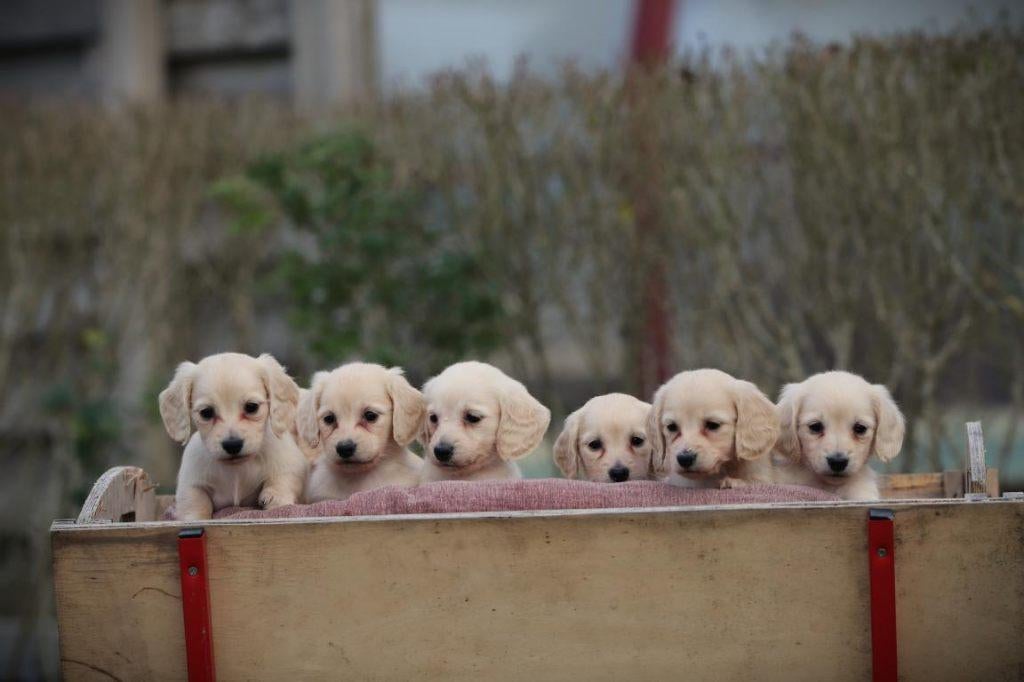 Cremekleurige langharige dwergteckeltjes, Dieren en Toebehoren, Parvo, België, 8 tot 15 weken, Dwerg