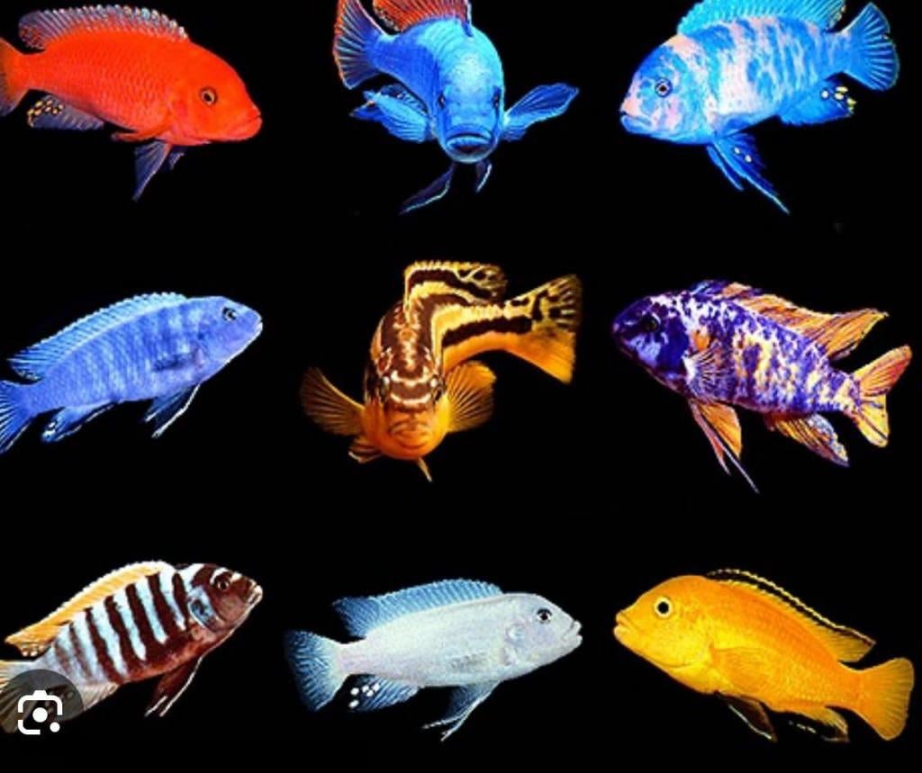 Je suis un abri de pêche gratuit, Malawi, Amérique, tout