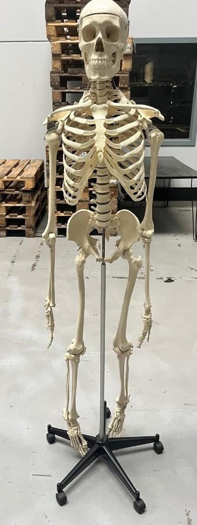anatomisch model menselijk skelet, Diversen, Ophalen, Zo goed als nieuw
