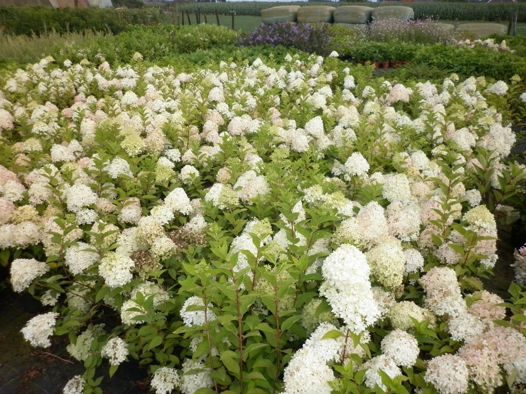 pluimhortensia's in soorten, Tuin en Terras, Planten | Tuinplanten, Vaste plant, Halfschaduw, Zomer, Ophalen