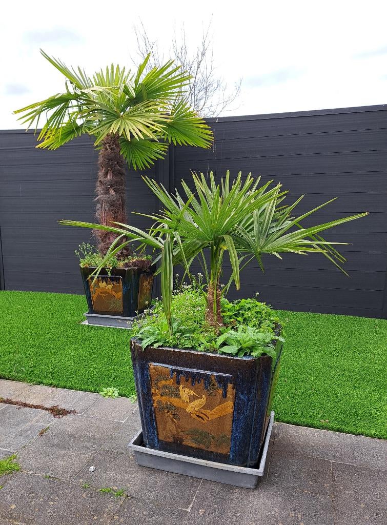 Trachycarpus fortunei en Trachycarpus princeps, Tuin en Terras, Planten | Tuinplanten, Ophalen, Vaste plant, Overige soorten, Volle zon