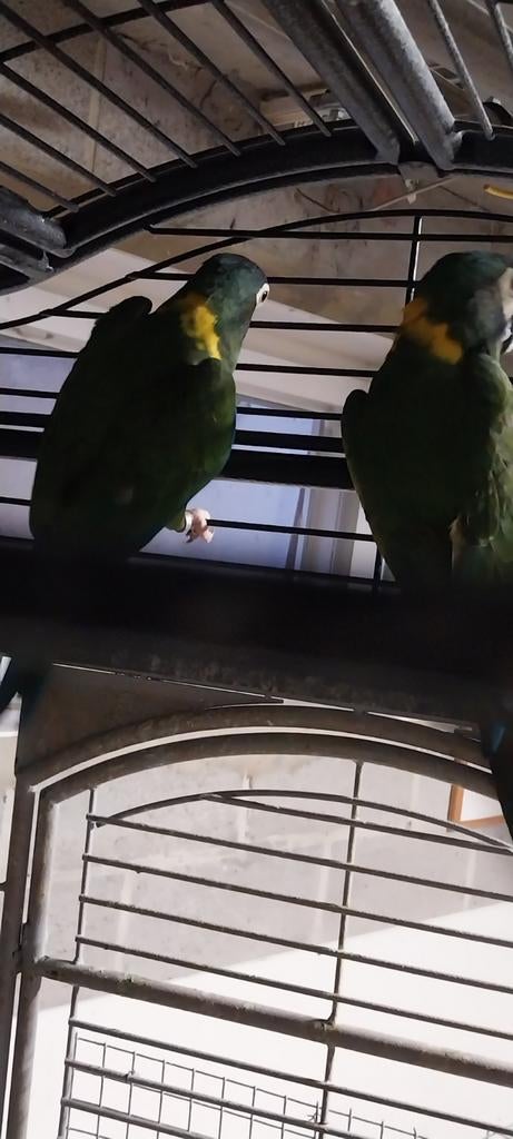 Perroquet, Animaux & Accessoires, Oiseaux | Perruches & Perroquets, Perroquet