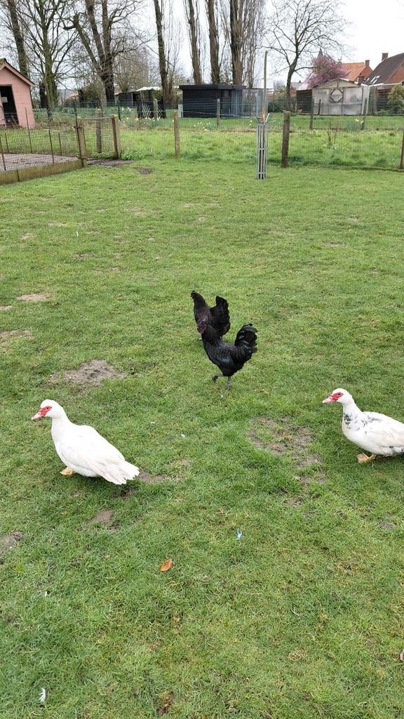 Hanen, Dieren en Toebehoren, Mannelijk, Kip