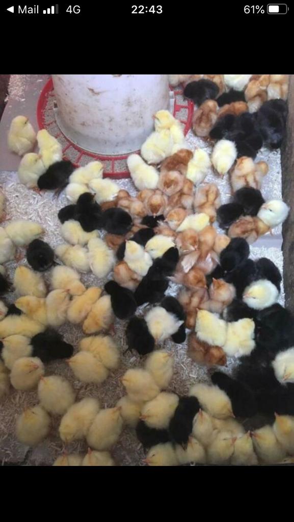 Legkip kuikens, Dieren en Toebehoren, Pluimvee