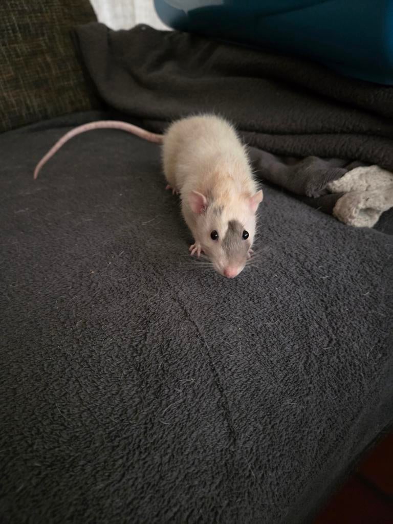 2 ratjes met kooi, Dieren en Toebehoren, Juni, Mannelijk, Tam