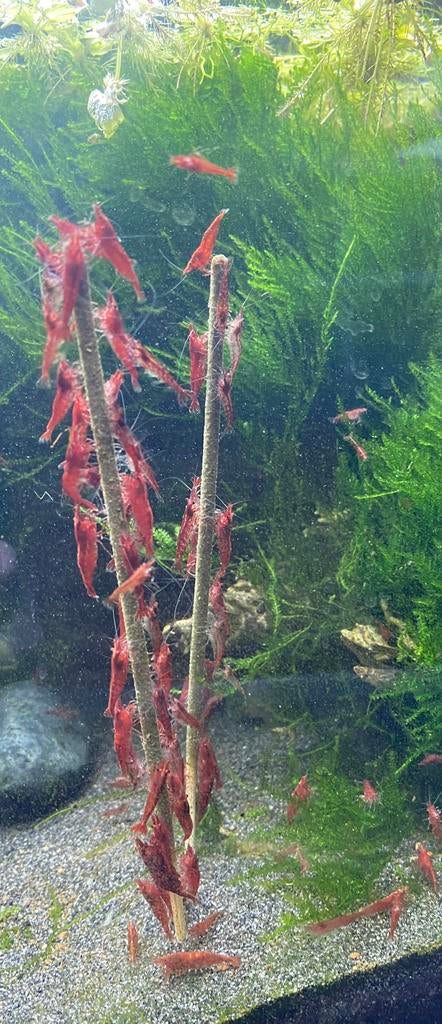 Vuurgarnalen, Dieren en Toebehoren