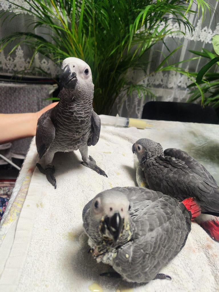 Gris de Gabon élevés à la main, Animaux & Accessoires, Oiseaux | Pigeons
