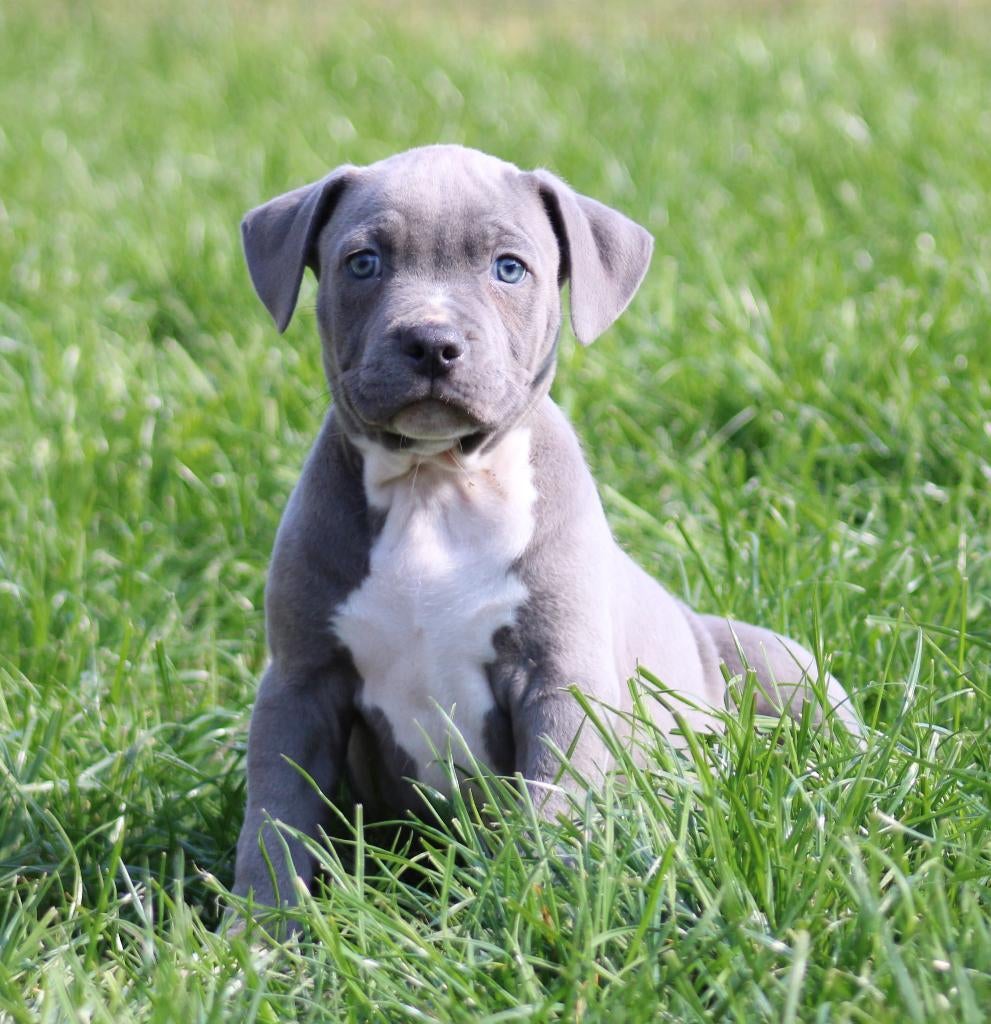 Chiots Stafford américains, American Staffordshire Terrier, Plusieurs, Hépatite contagieuse (maladie de Rubarth), Belgique
