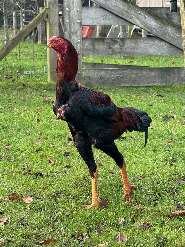 Broedeieren Indio Gigante - grootste kippen in de wereld, Dieren en Toebehoren, Pluimvee