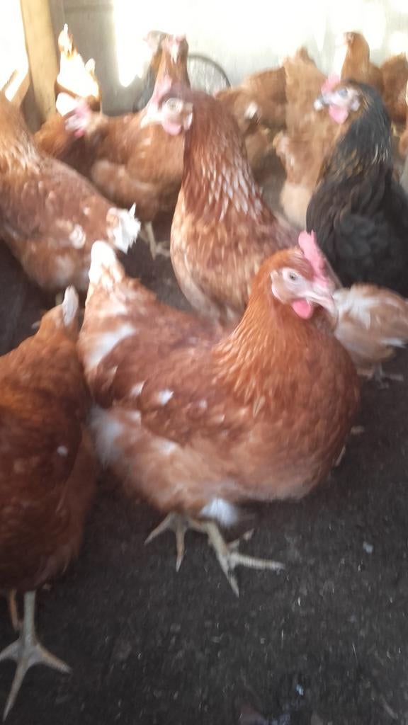 Legkippen alle kleuren, Dieren en Toebehoren, Pluimvee