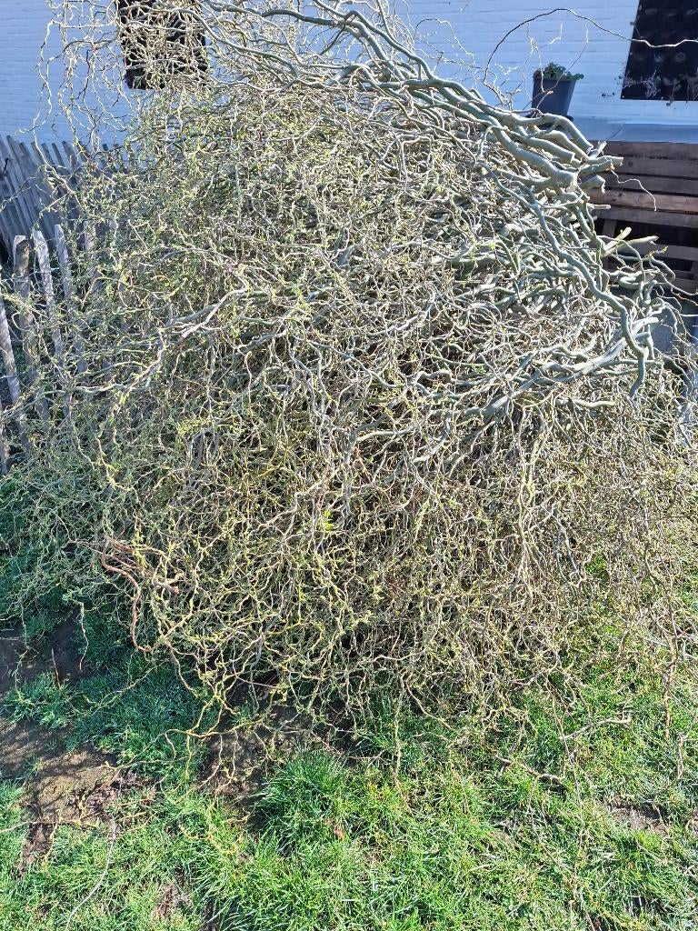 Paastakken - krulwilgtakken, Ophalen, Nieuw