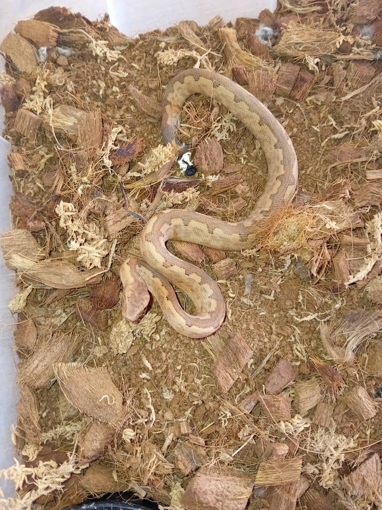 1.1 koppel candoia paulsoni boa's, Slang, Tam, 0 tot 2 jaar