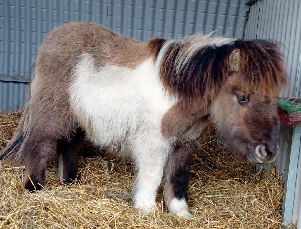 2 Prachtige Stamboek shetlander jaarlingen. Hengsten, Dieren en Toebehoren, Pony's, Hengst, Ontwormd