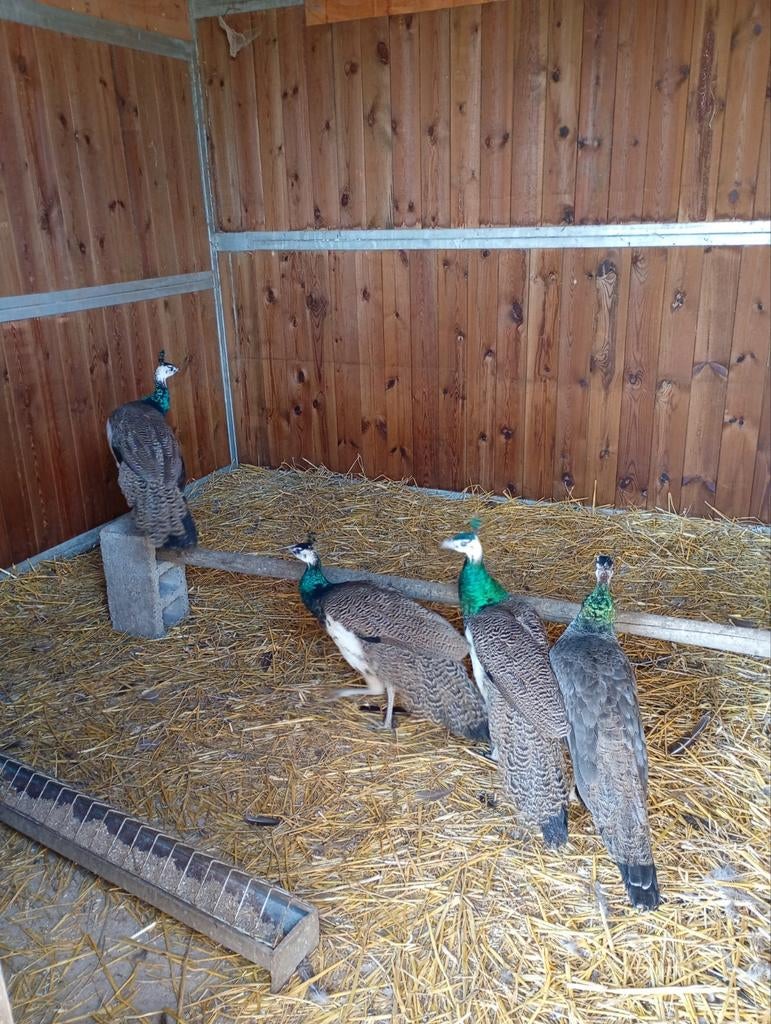 Pauwen (hanen), Dieren en Toebehoren