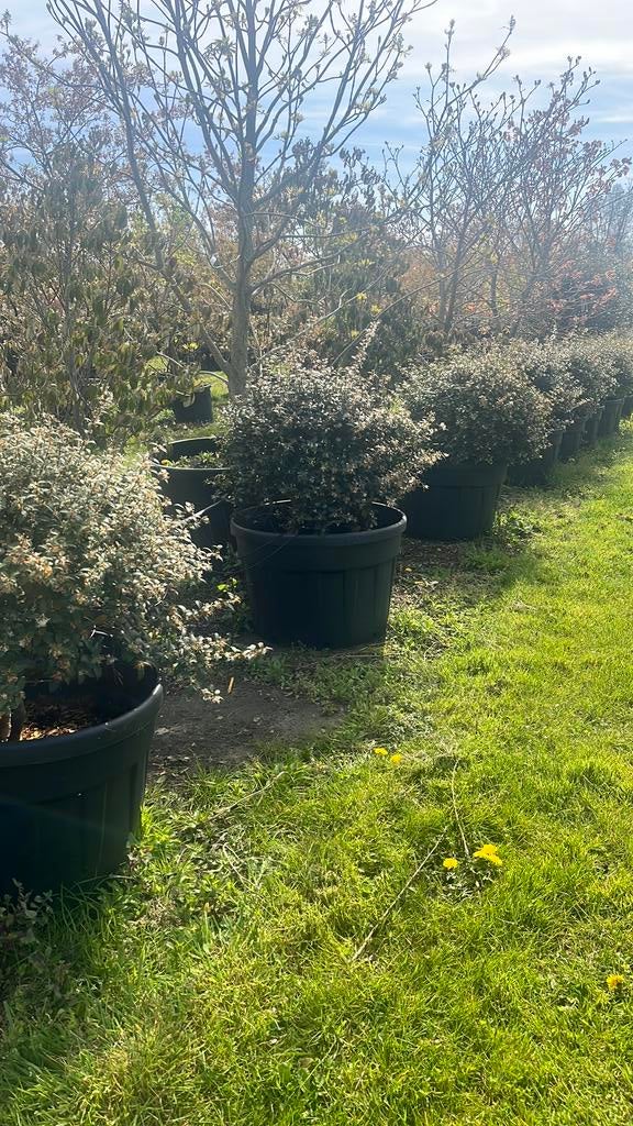 Osmanthus burwoodii bol, Ophalen