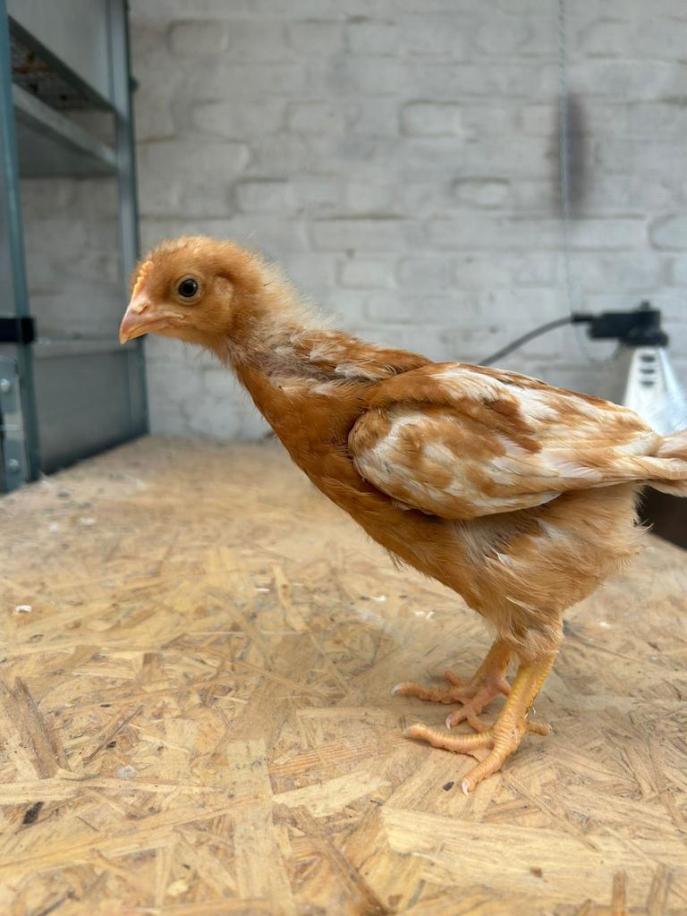 Kuikens – 100% leghennen te koop isabrown