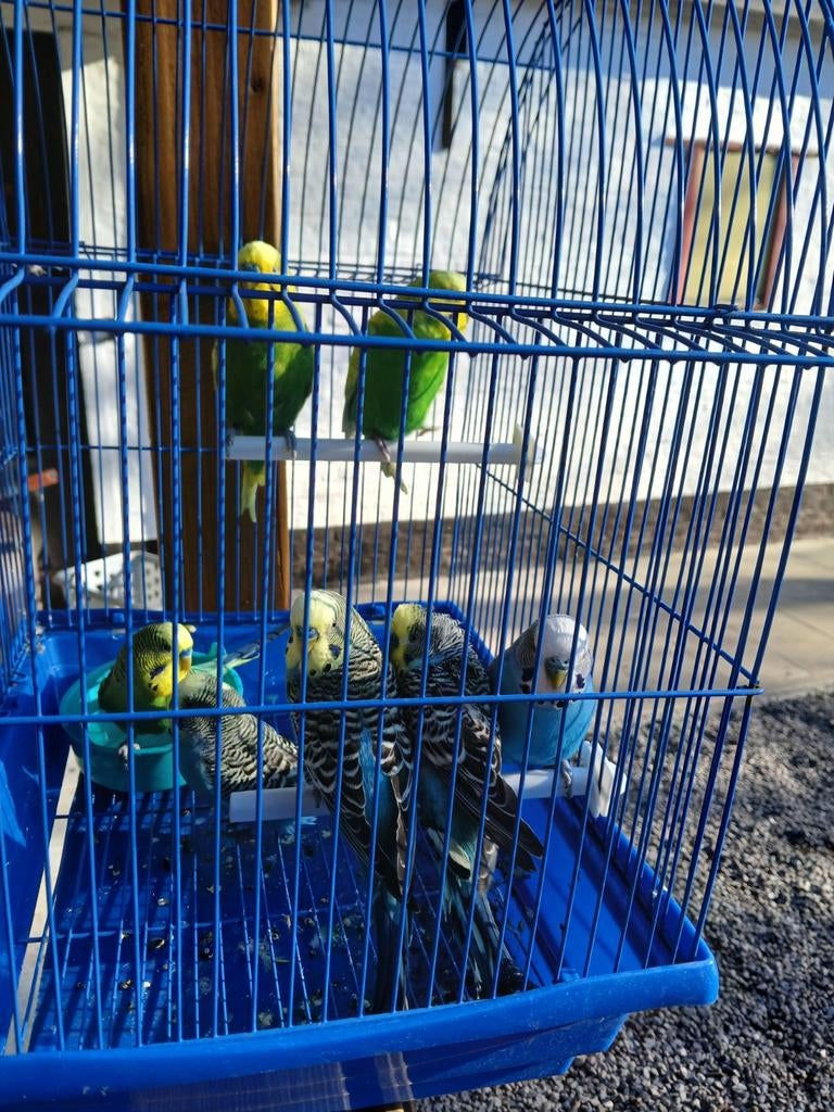 Grasparkieten, Dieren en Toebehoren