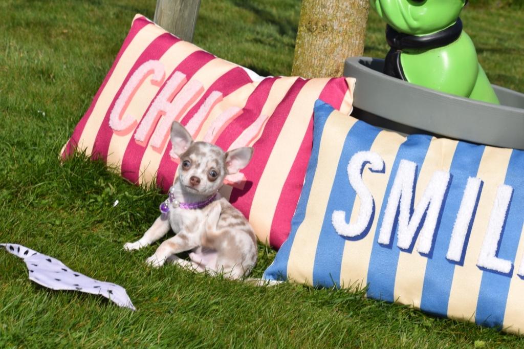 Chiots Chihuahua, 15 semaines à 1 an, Étranger, Hépatite contagieuse (maladie de Rubarth), Plusieurs animaux