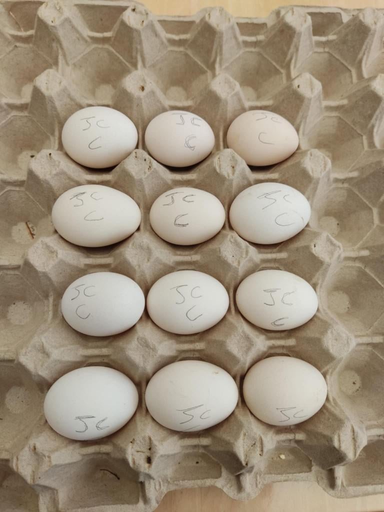 broedeieren, Dieren en Toebehoren, Pluimvee, Kip, Geslacht onbekend