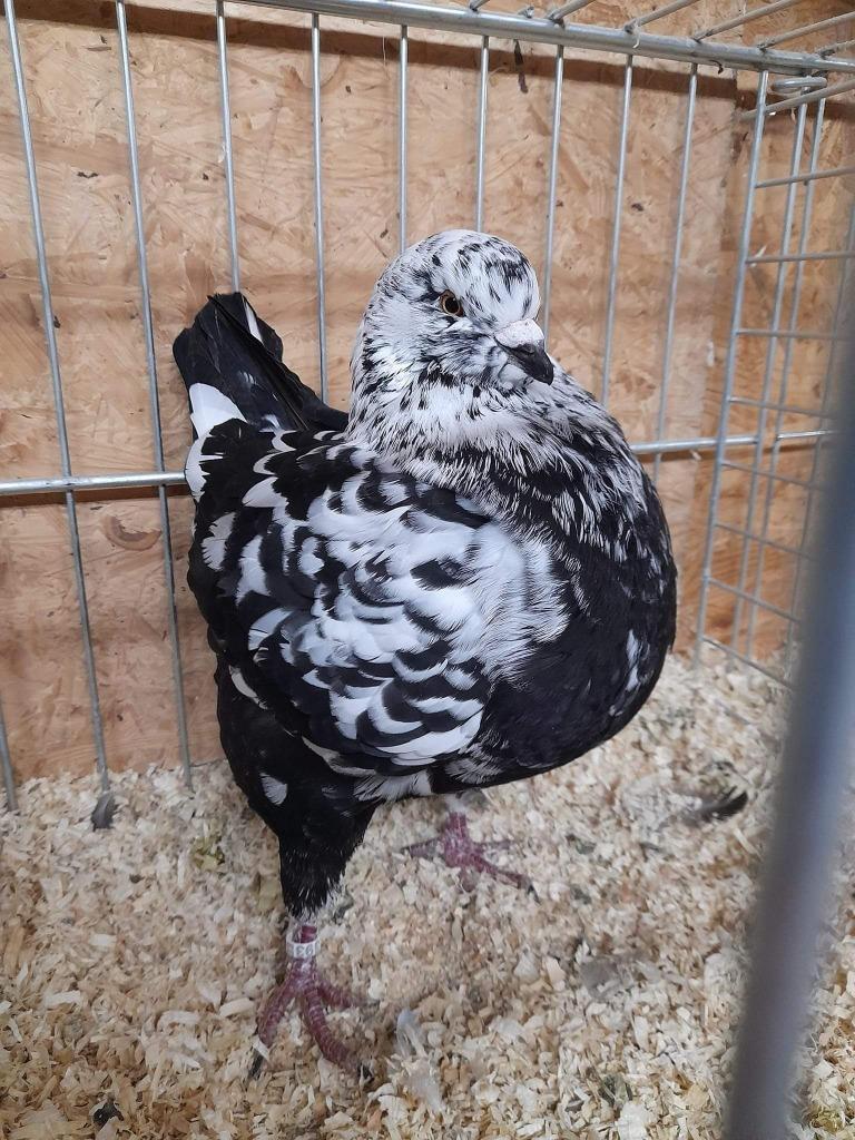 Pigeon king, Animaux & Accessoires, Plusieurs animaux, Autres espèces