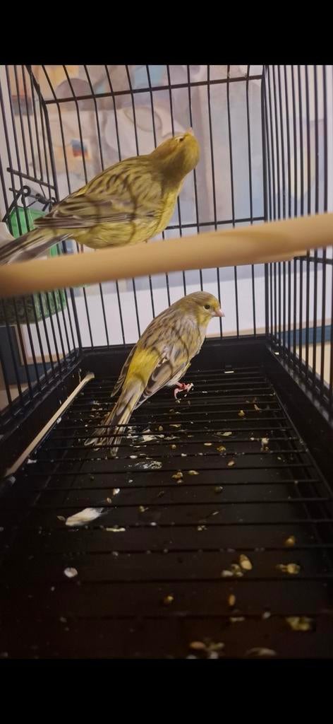 Canari 2024 couple 35€, Animaux & Accessoires