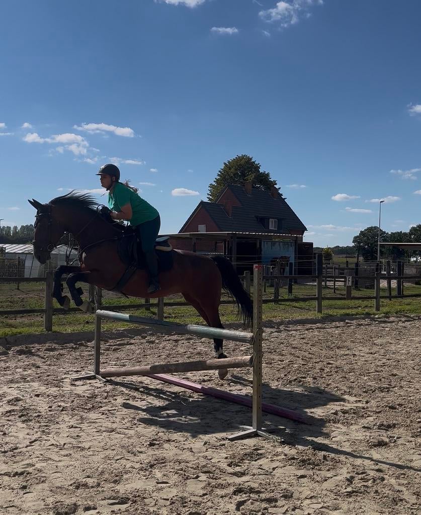 verzorgpaard/ halve stal gezocht., Dieren en Toebehoren, Paarden, Meerdere dieren, Springpaard