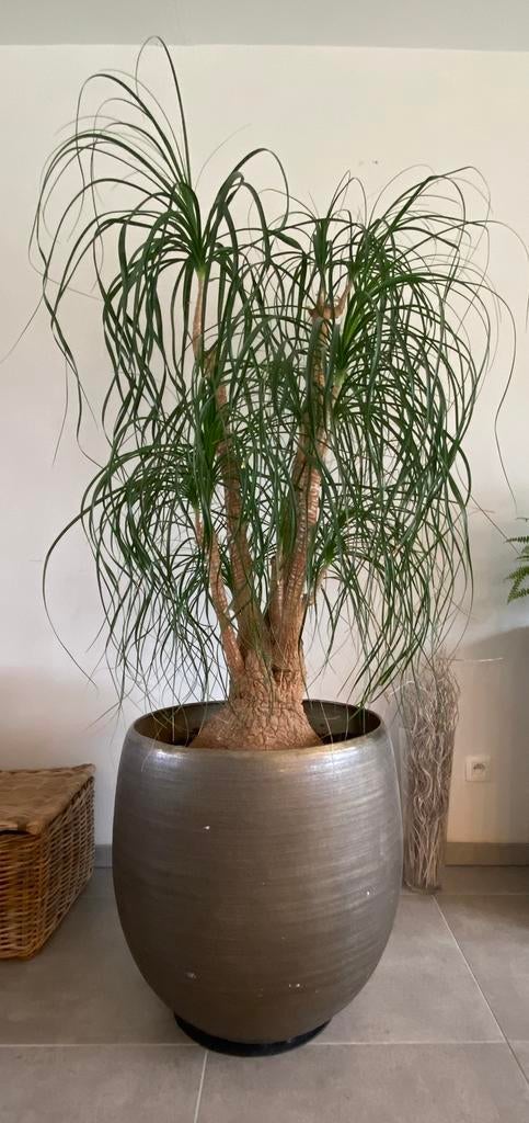 Beaucarnea of Olifantspoot, Maison & Meubles, Plantes d'intérieur, En pot, Enlèvement, 100 à 150 cm, Yucca