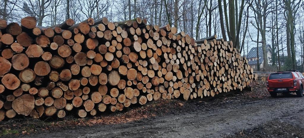 Brandhout stammen Beuk en Eik, 6 m³ ou plus, Envoi, Hêtre, Troncs d'arbres