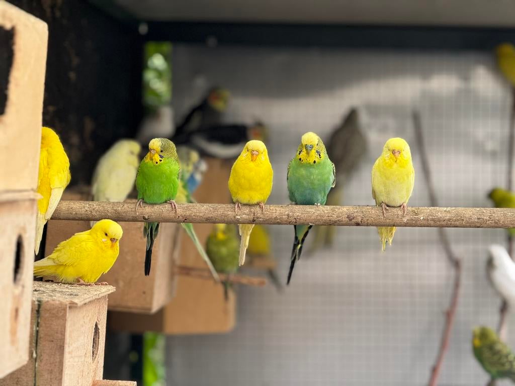 Nog 5 Grasparkieten, Dieren en Toebehoren, Vogels | Parkieten en Papegaaien, Meerdere dieren, Parkiet