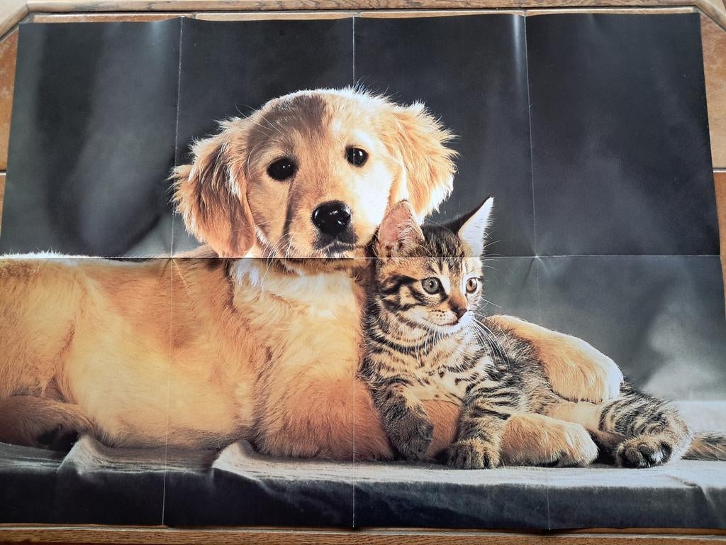 Poster Golden et chat, Neuf, Enlèvement ou Envoi, Rectangulaire vertical, Animal et Nature