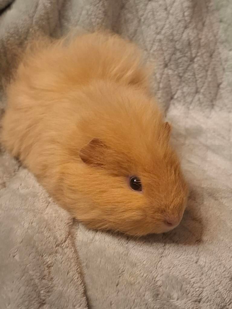 Teddy jongen, Dieren en Toebehoren, Knaagdieren, Cavia, Mannelijk, Tam, September