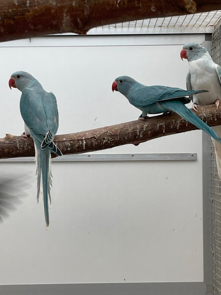 Koppels halsbandparkieten Opaline wkws butterkop bont, Dieren en Toebehoren, Meerdere dieren, Parkiet, Geringd