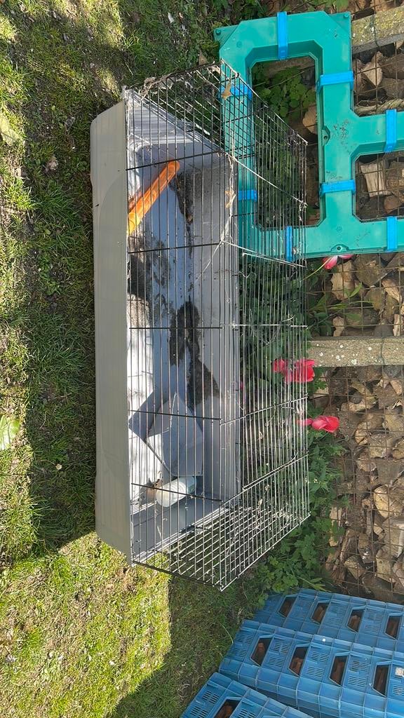 Cage gratuite, Enlèvement, Comme neuf, 110 cm ou plus, Cage