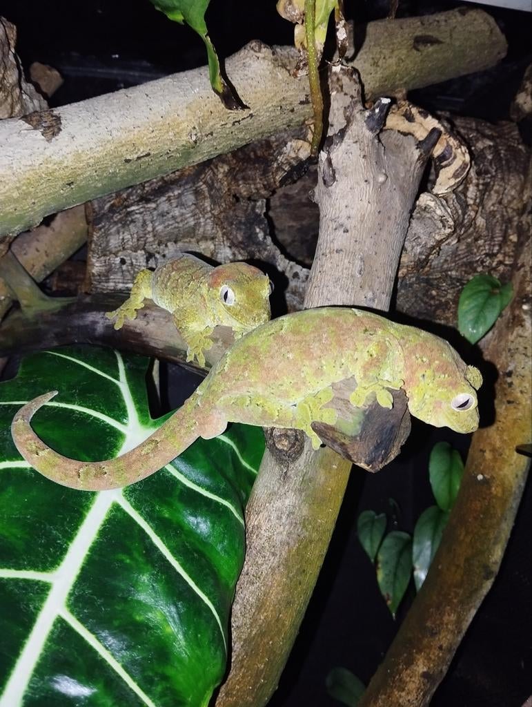 Mniarogekko chahoua koppel, Dieren en Toebehoren