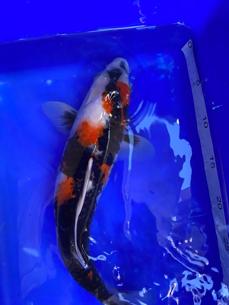 Showa, Dieren en Toebehoren, Vissen | Vijvervissen